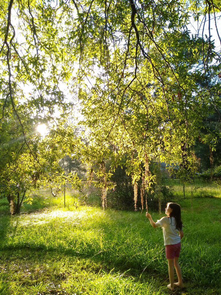 a girl touching some Spanish moss dangling from an oak tree.