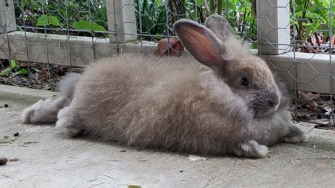 A tan angora rabbit stretched out on a cement porch floor.