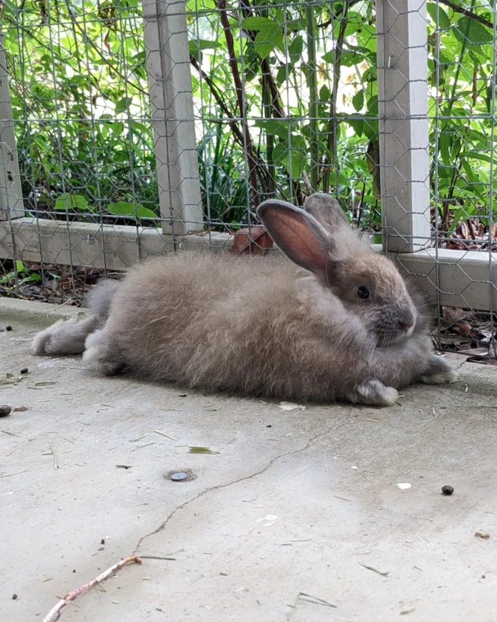 A tan angora rabbit stretched out on a cement porch floor.