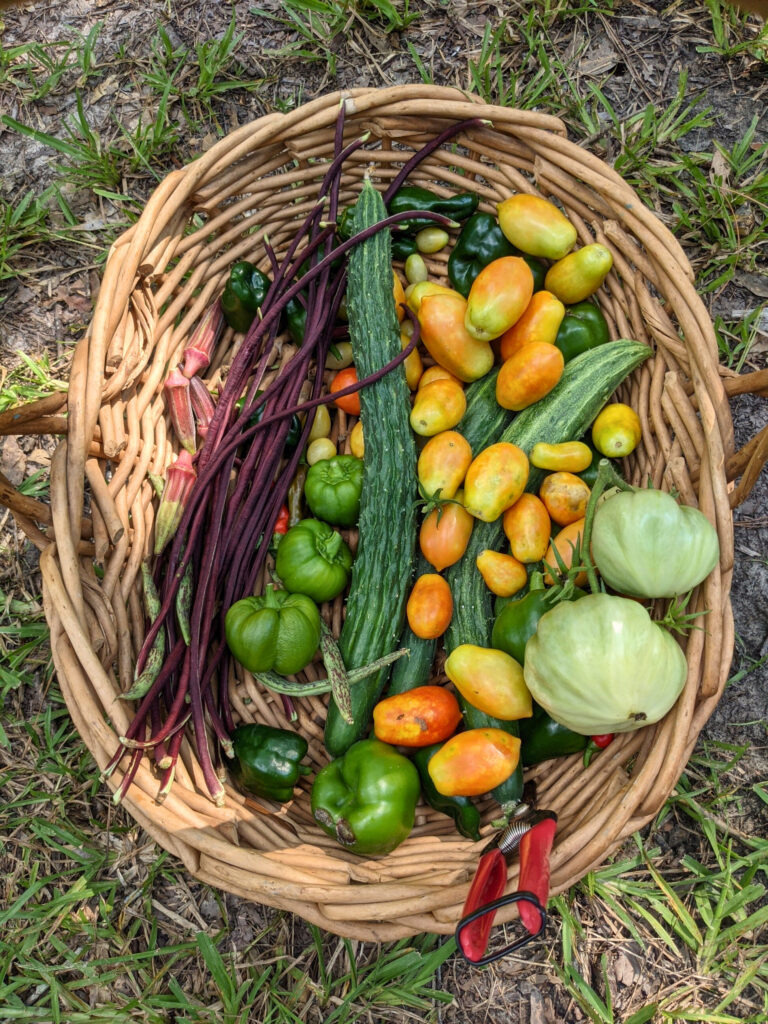 a shallow basket filled with garden produce.