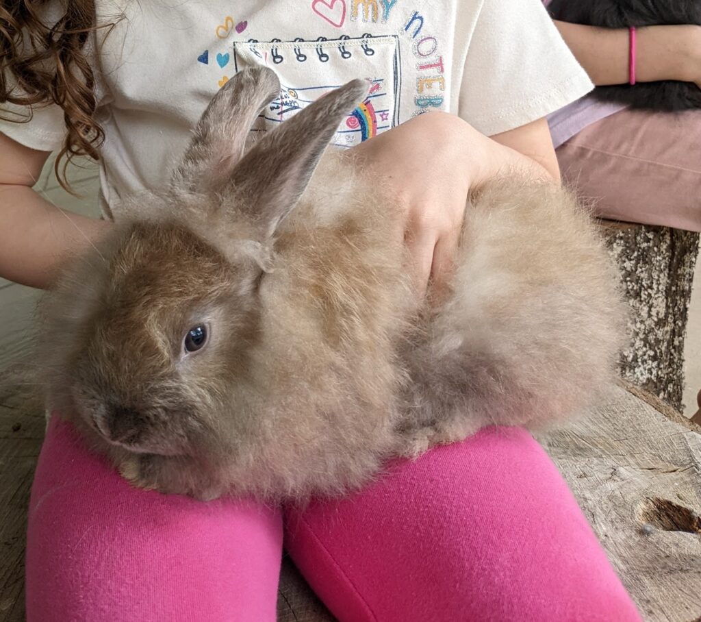 a brown angora rabbit sitting on a girl's lap.