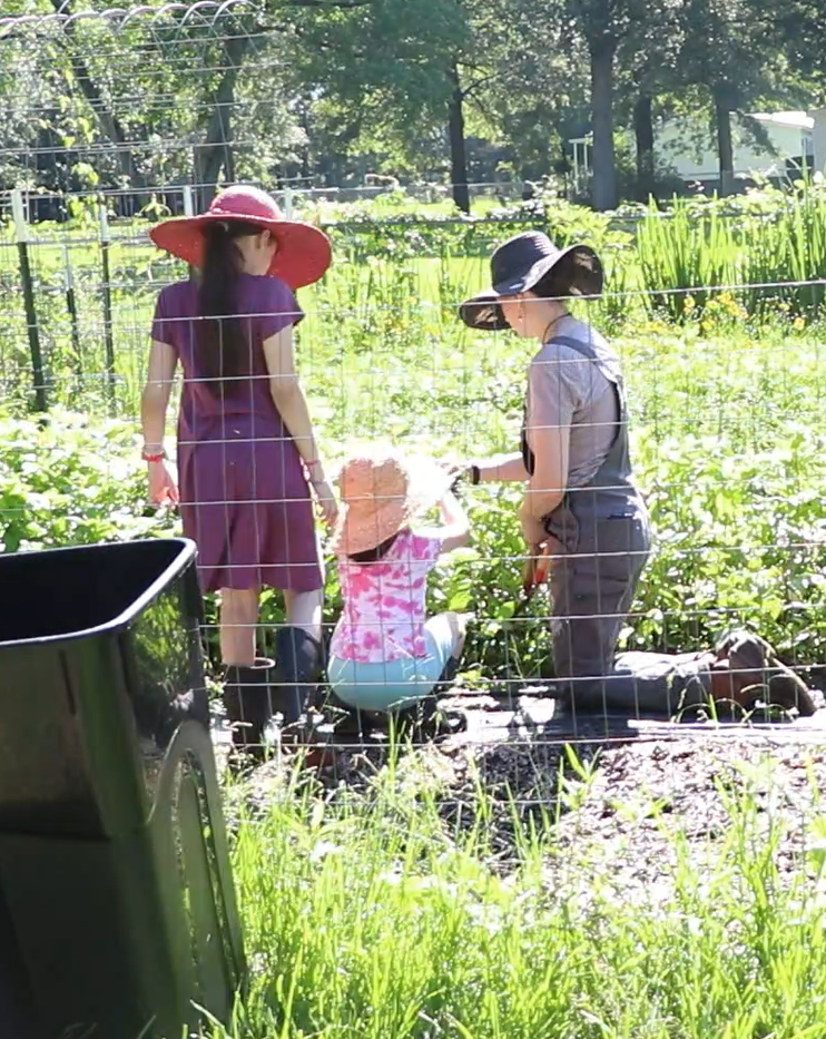 three people harvesting indigo plants