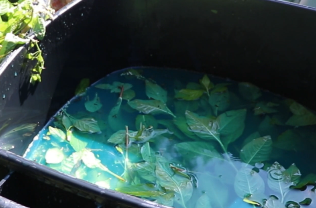 aqua blue water with indigo plants floating in it.