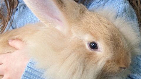 a girl holding a fawn angora rabbit