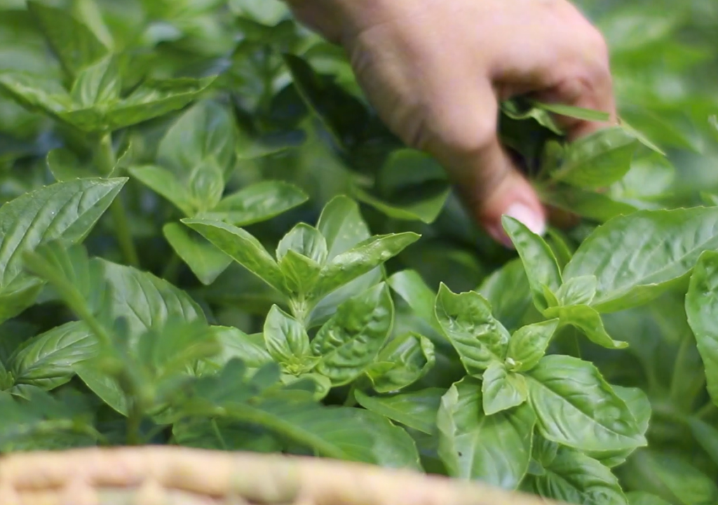 fresh basil