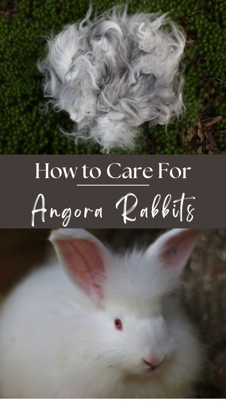 Raising Angora Rabbits: My Best Tips and Supplies - Spindle and Spoon ...