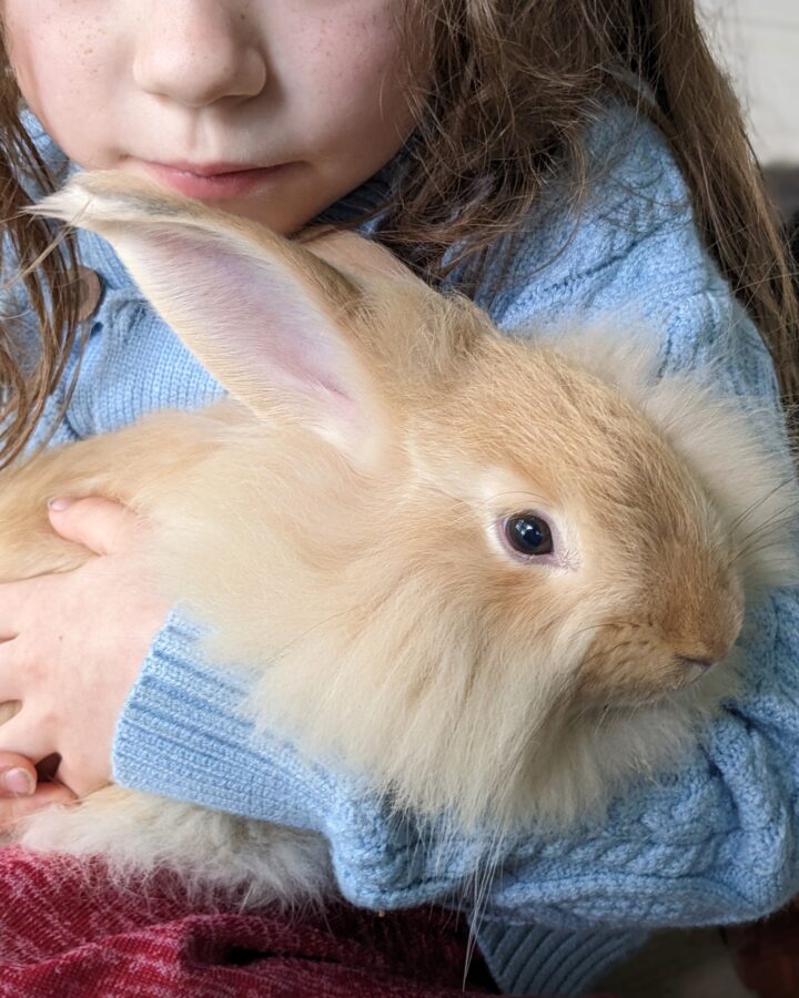 a girl holding an angora rabbit