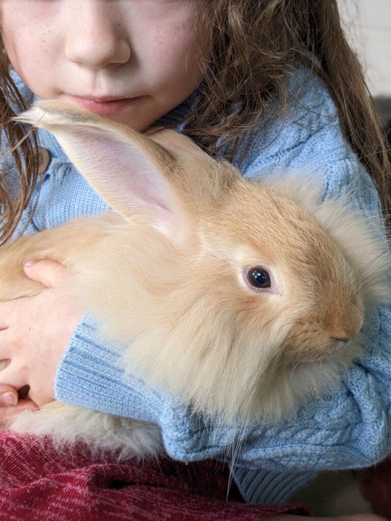 a girl holding an angora rabbit