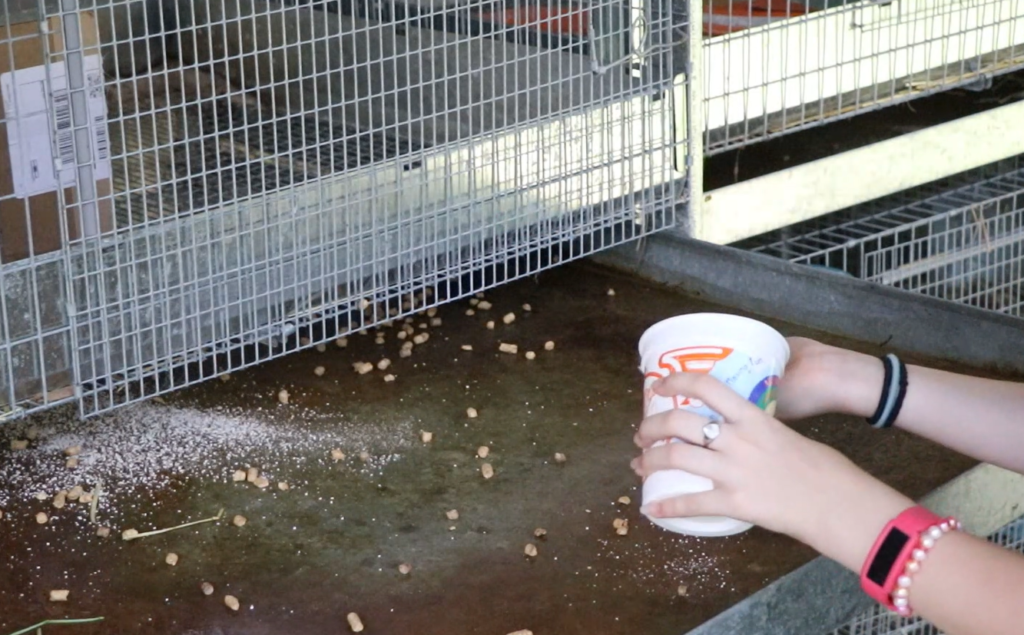 hands putting pelletized bedding into a rabbit cage tray