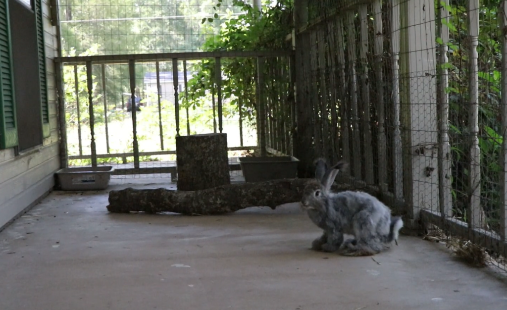 a rabbit in a rabbit run