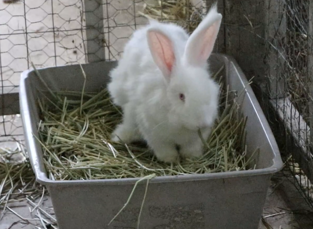 a white rabbit in a litter box full of hay
