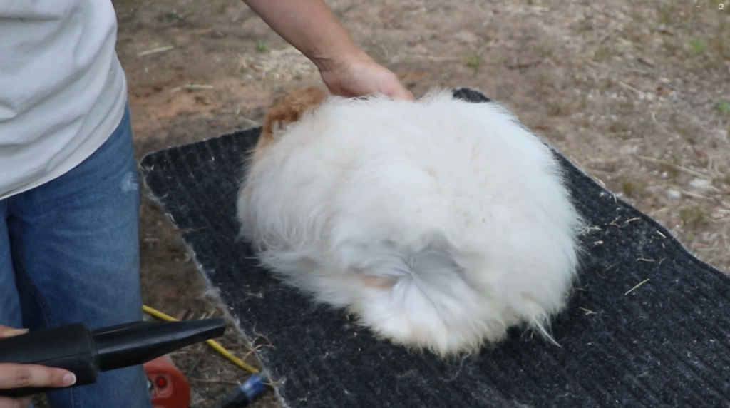 a person blowing out an angora rabbit's long coat with a pet blow dryer