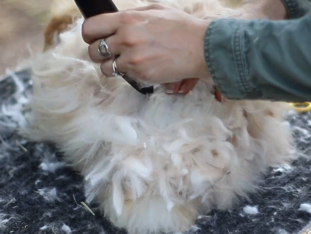 a person shearing an angora rabbit