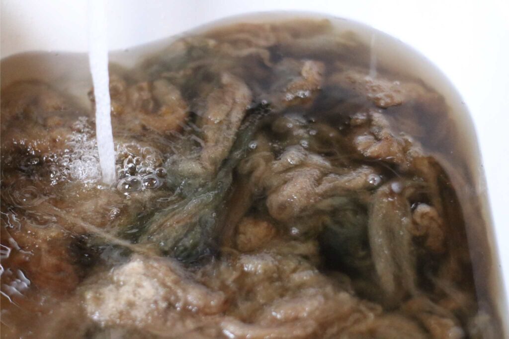 rinsing wool dyed with acorns and walnuts