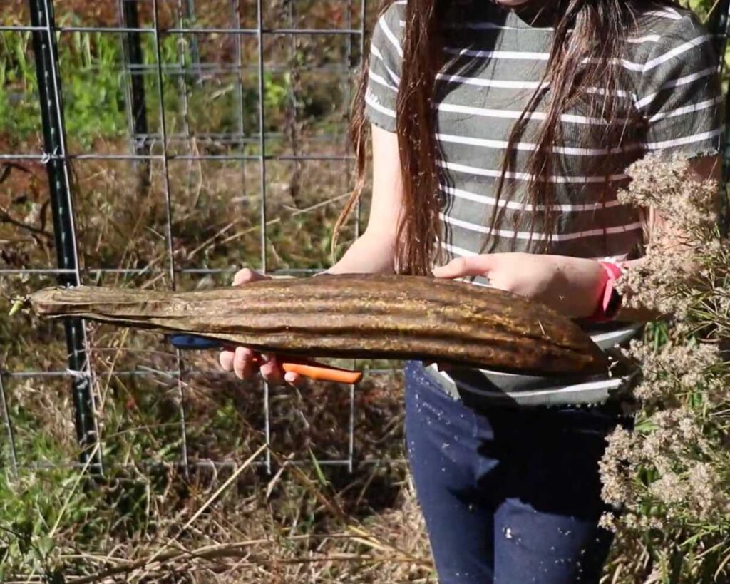 a girl holding a luffa gourd
