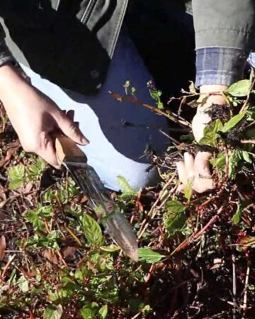 harvesting indigo seeds