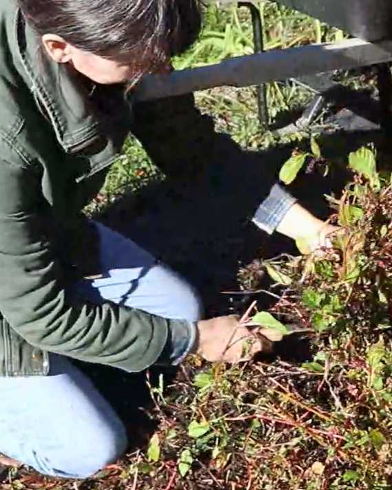 a woman harvesting indigo seeds
