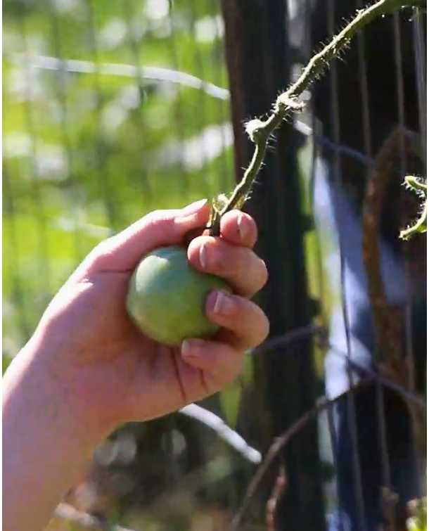 a hand picking a green tomato