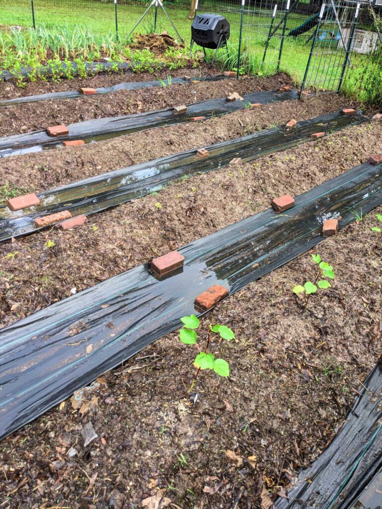 several raised garden rows, with flooded paths in between.