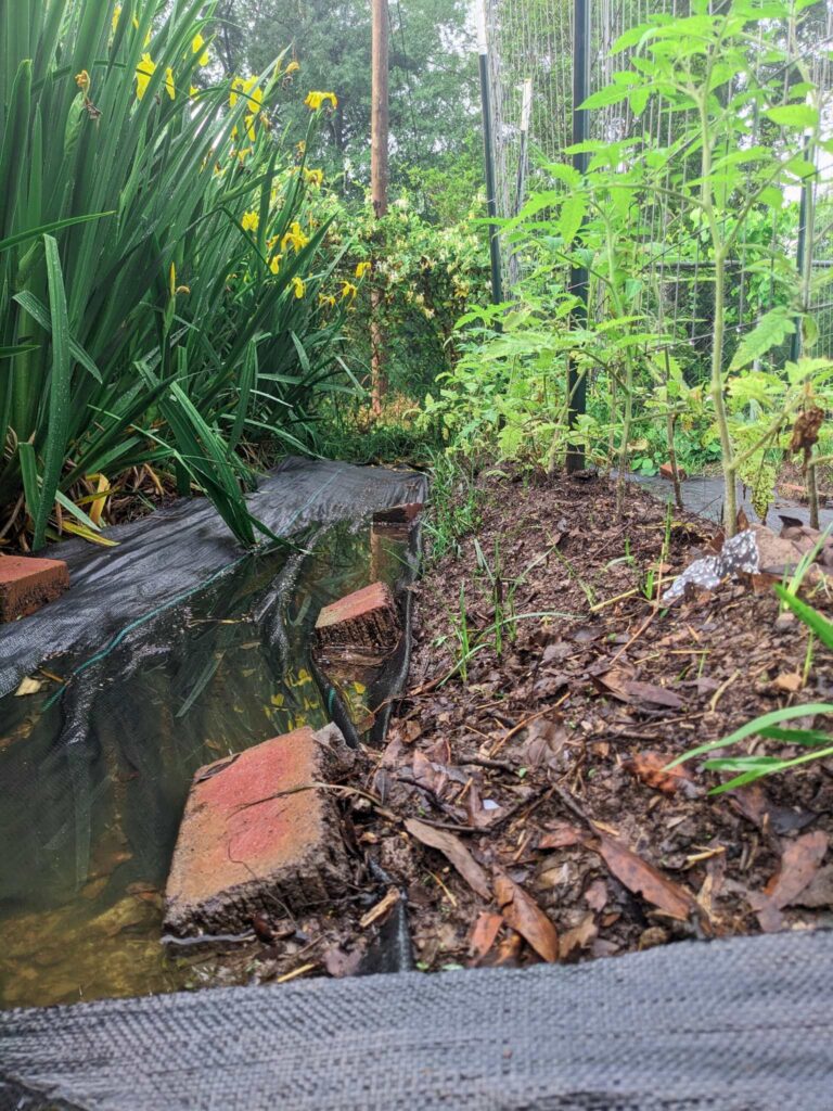 a row of irises on the left, a flooded garden path in the middle, and a row of tomato plants in a raised bed on the right.