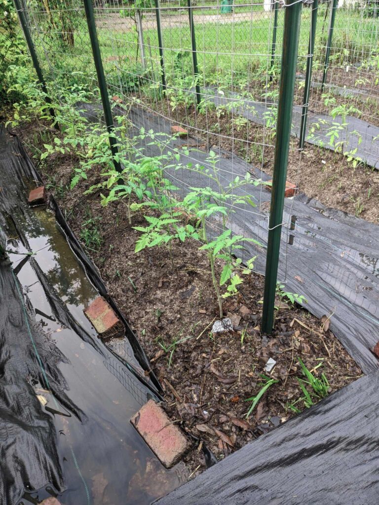 a row of tomato plants in a raised bed, with flooded paths on either side.