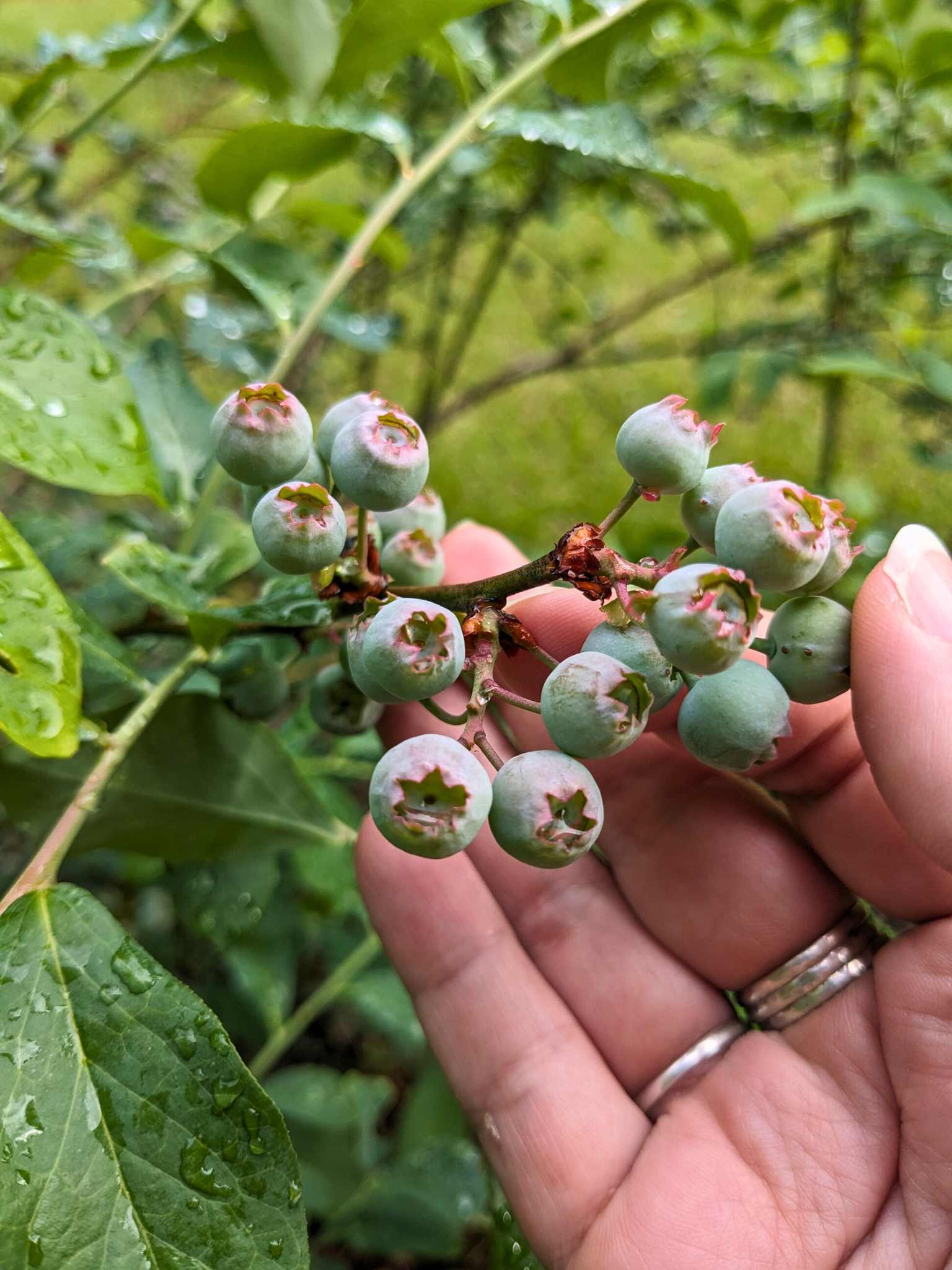 pale blue underripe blueberries