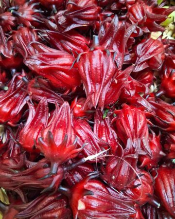 fresh roselle hibiscus calyxes