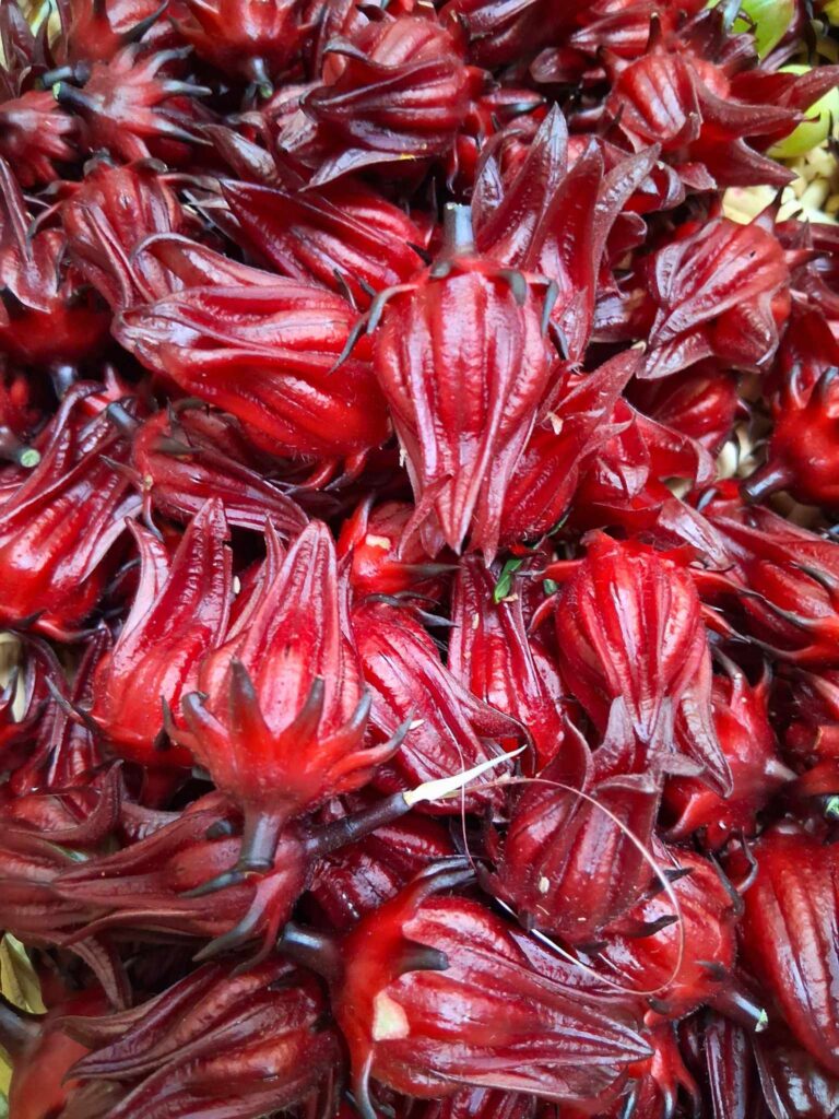 fresh roselle hibiscus calyxes